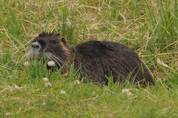 Nutria at Riverridge Nine Golf Course