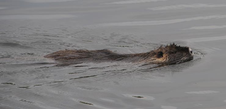 Nutria at Riverridge Nine Golf Course