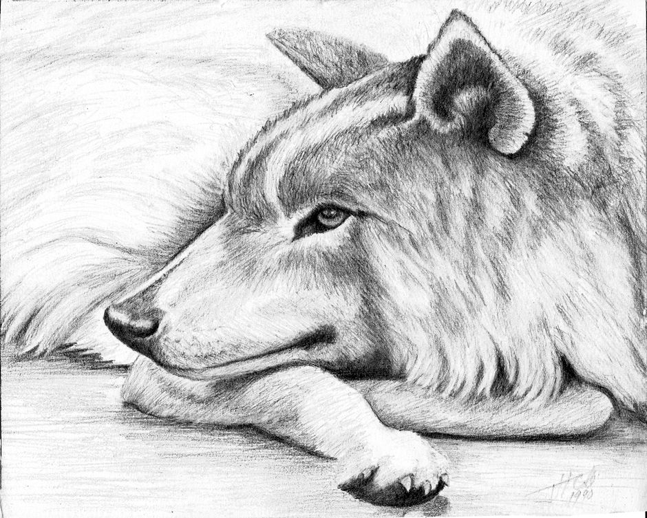 Dog drawing by John Herriott Cole in 1990 Dog drawing by John Herriott Cole in 1990
