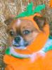 Alfie as pumpkin in 2007